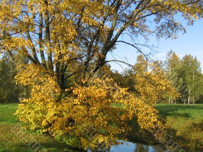 The autumn tree