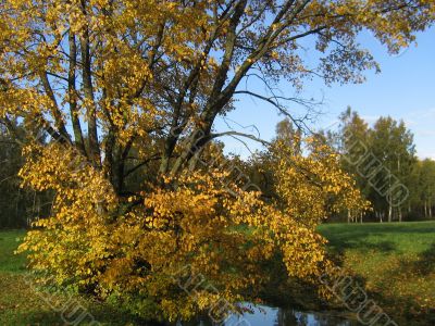 The autumn tree