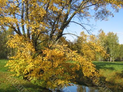 The autumn tree in Peterhof