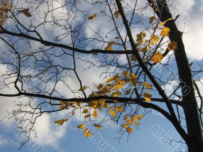  Leaves of a maple and sunlight 