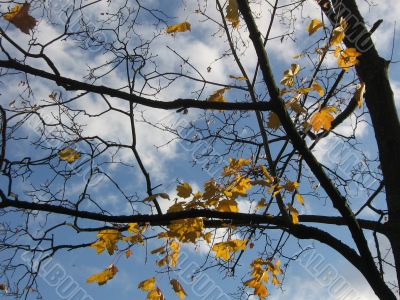  Leaves of a maple and sunlight 