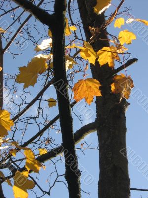  Leaves of a maple and sunlight 