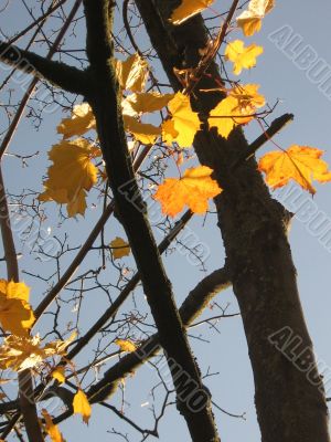 Leaves of a maple and sunlight 