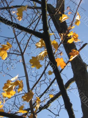  Leaves of a maple and sunlight 