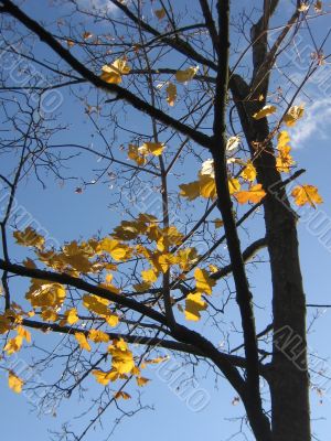  Leaves of a maple and sunlight 