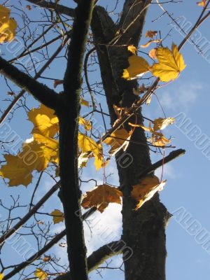  Leaves of a maple and sunlight 