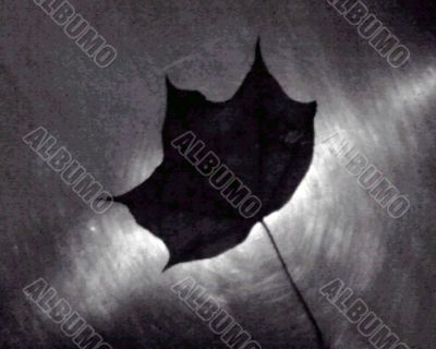 Maple leaf, lying on the metal. Night
