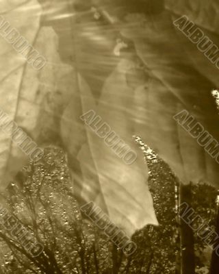 The golden leaf