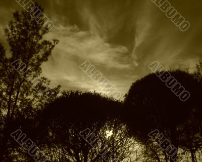 Silhouettes of trees. Evening