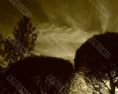 Silhouettes of trees. Evening