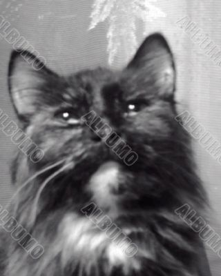 The young Angora cat at a window.