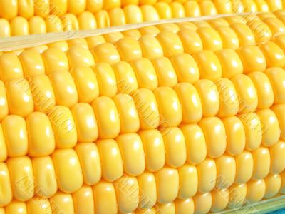 Yellow corn