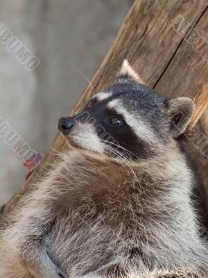 Raccoon in a zoo close-up 