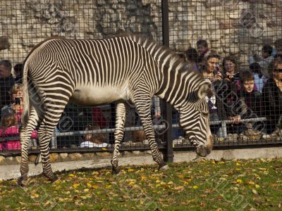 Zebra in the zoo in the paddock