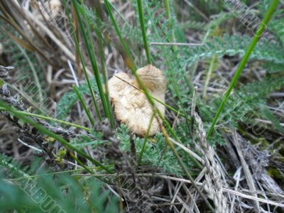Mushroom heart