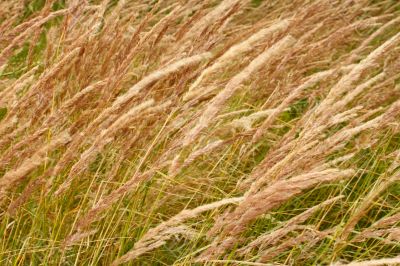 Wild cereal texture