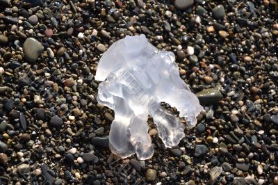 Jellyfish