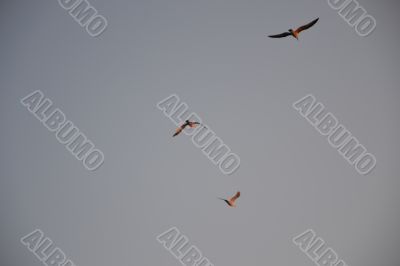 Flight of birds