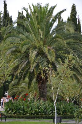 Green palm