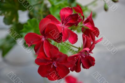 flower