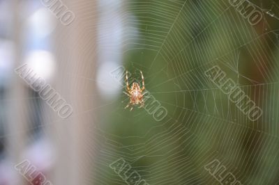 Spider Web