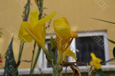 flower