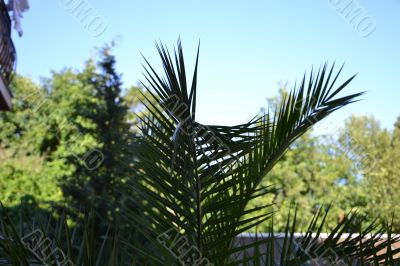 Green bush