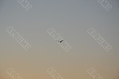 Flight of birds