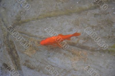 Goldfish