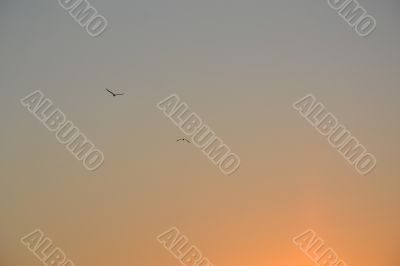 Flight of birds