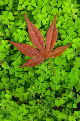 Leaf on clover