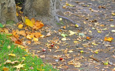 chestnuts on the ground