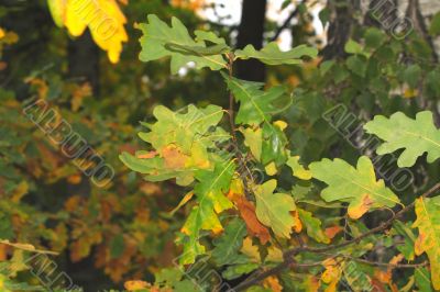 autumn leaves