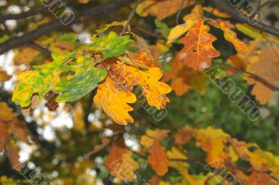 autumn leaves