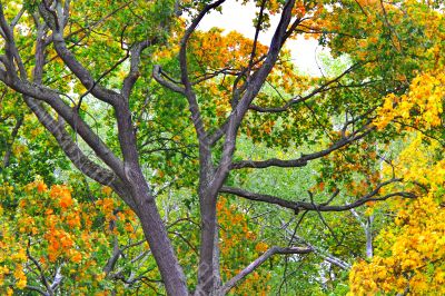 autumn leaves