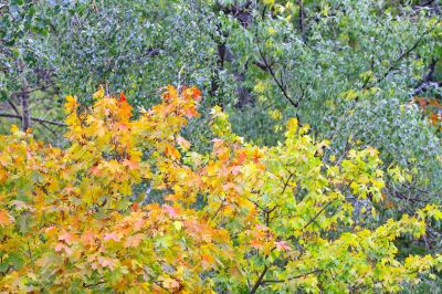 autumn leaves
