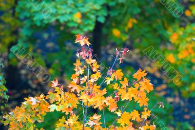 autumn leaves
