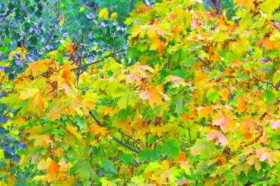 autumn leaves
