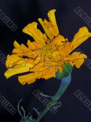 Tagetes flower. 