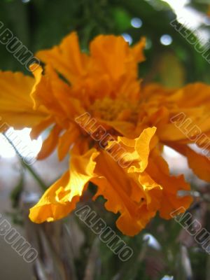 Tagetes flower. 