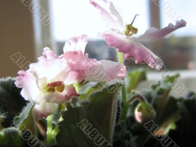 Saintpaulia flowers