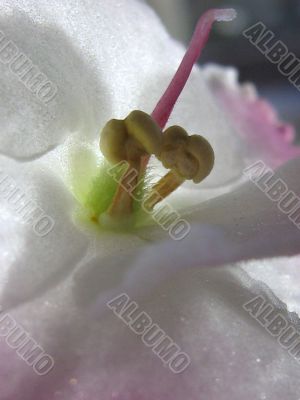 Saintpaulia flower