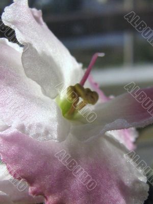 Saintpaulia flower