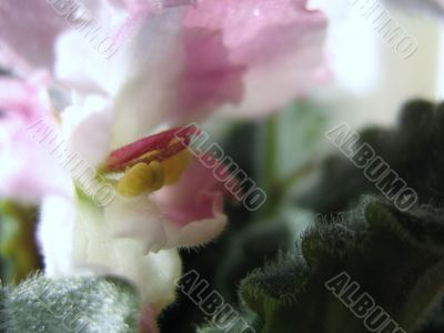 Saintpaulia flower