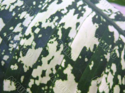 Dieffenbachia
