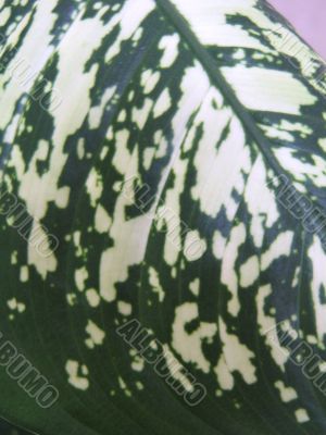Dieffenbachia