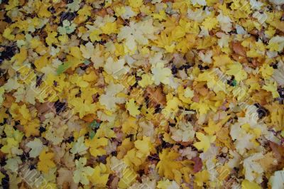 Autumn 