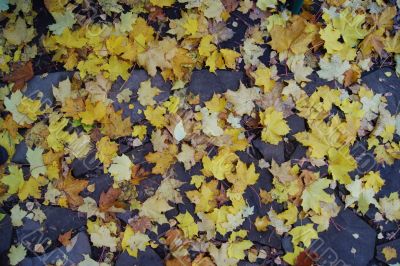 Image of Orange leaves of Autumn