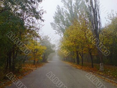 Misty road and the trees
