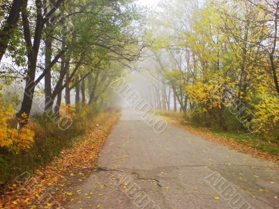 Misty road and the trees